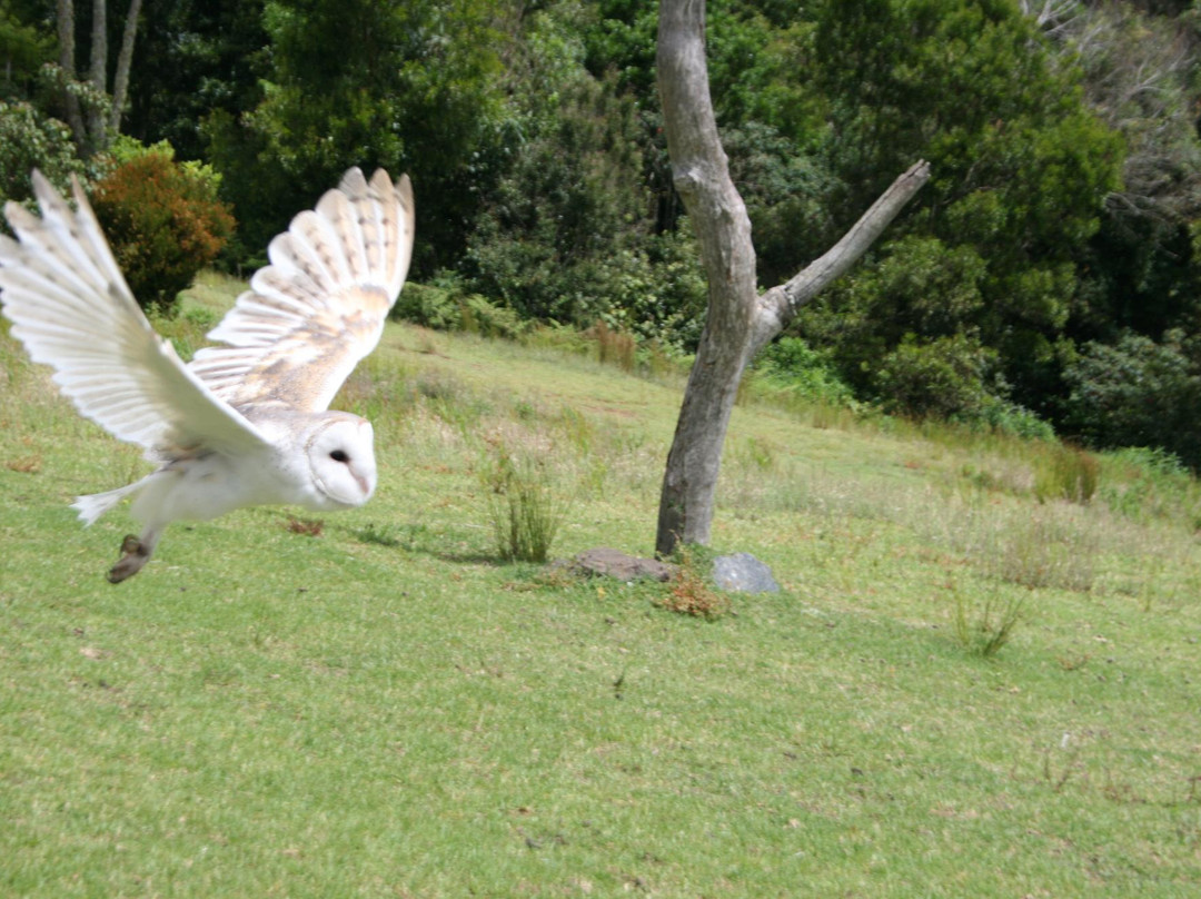 O'Reillys Birds of Prey景点图片