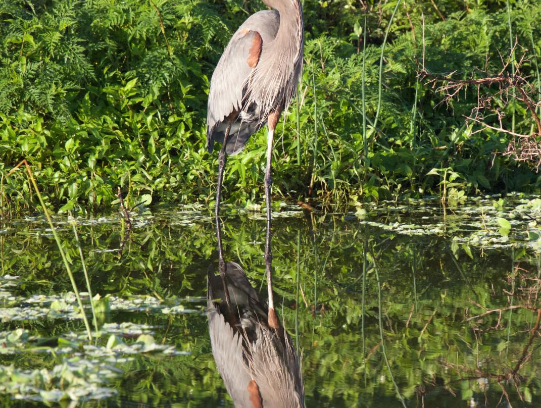 Indian River County wetlands-维罗海滩必去景点