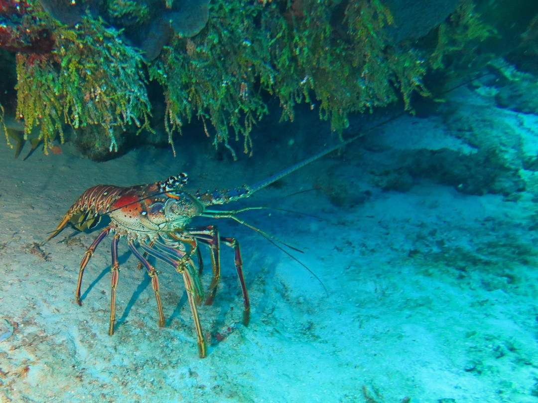 El Paso del Cedral Reef-考祖梅必去景点