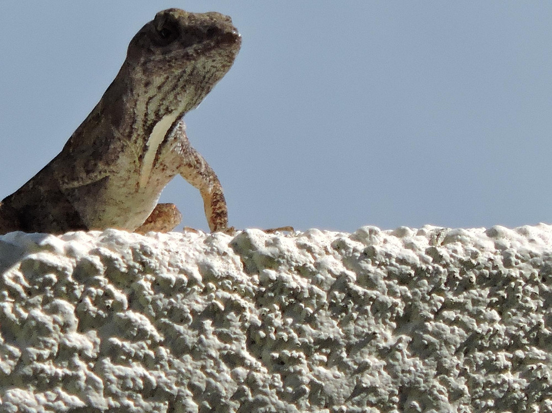 Boca Grande Bike Trail-Boca Grande必去景点