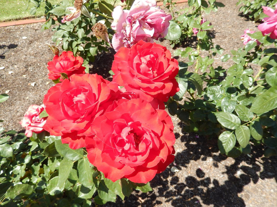 The Chaffey Trail-米尔杜拉必去景点