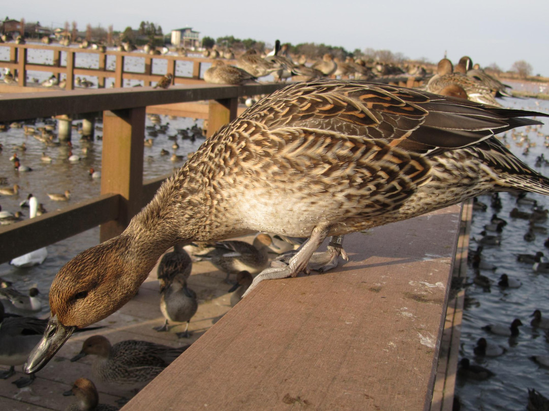 Hyoko Hakucho Kaikan-阿贺野市必去景点