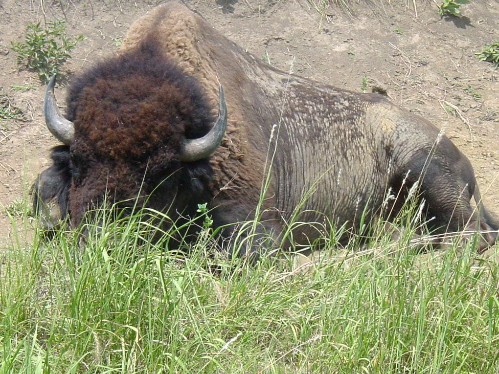 Joseph H. Williams Tallgrass Prairie Preserve-Pawhuska必去景点