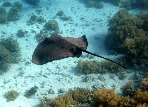 New Horizons Snorkel & Dive Centre-麦克尔斯菲尔德必去景点