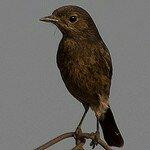 Rollapadu Wildlife Sanctuary-Kurnool必去景点