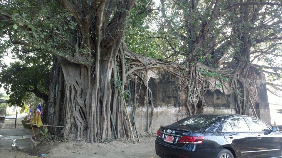 Wat Sai-因武里必去景点