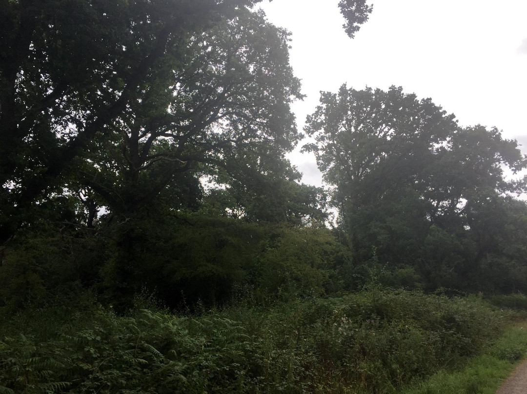 Great Bookham Common景点图片
