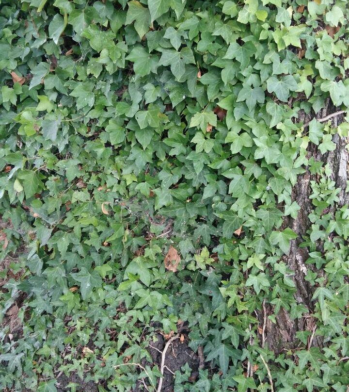 University of Agriculture-Faisalabad必去景点