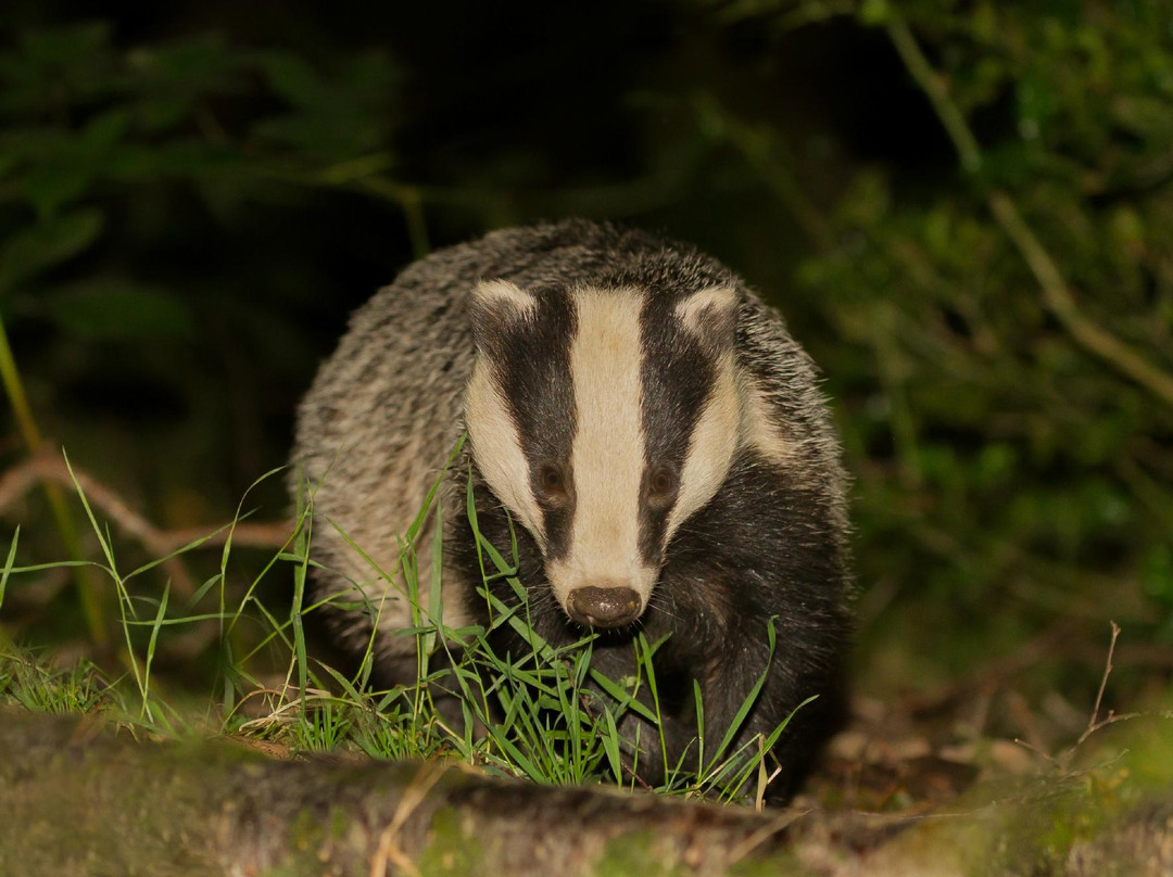 Devon Badger Watch-蒂弗顿必去景点