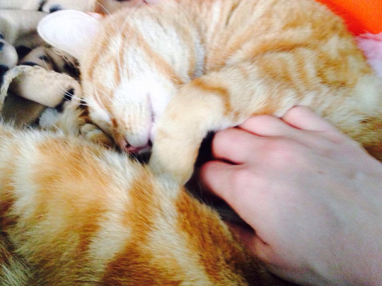 Catmosphere Cat Cafe-Surry Hills必去景点