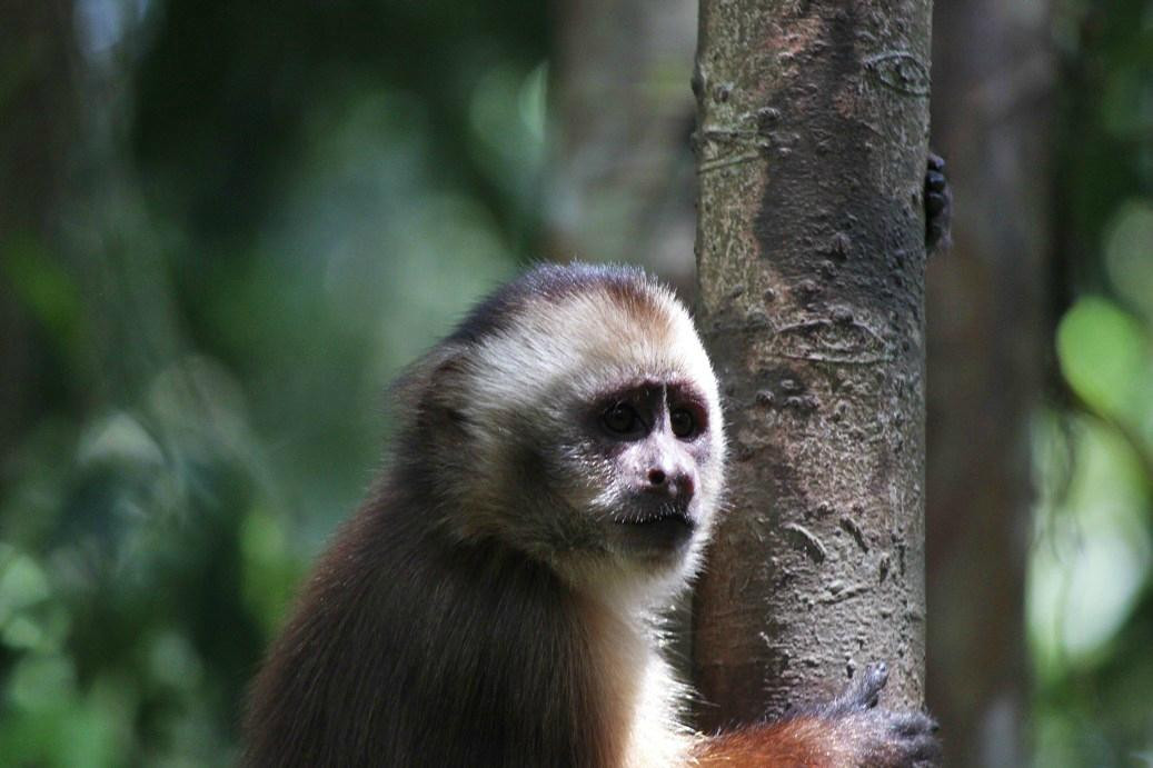Monkey Island景点图片