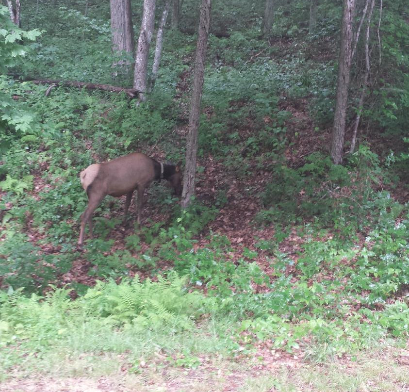 Balsam Mountain Road-大雾山国家公园必去景点