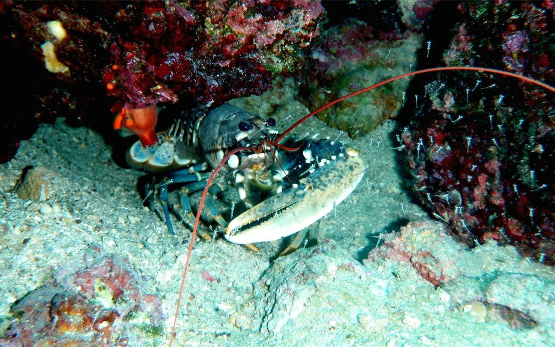 Diving Rabac-拉巴克必去景点
