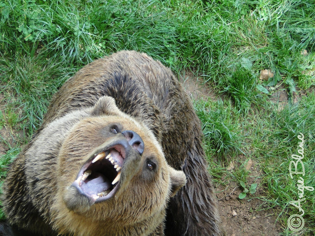Parc Animalier de Gramat-Gramat必去景点