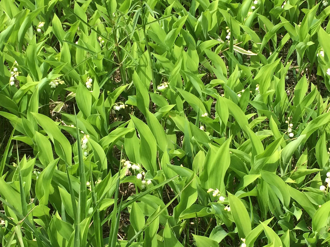 Memu Colony of a Lily of the Valley-平取町必去景点