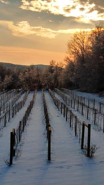 Red Heifer Winery-Smithsburg必去景点