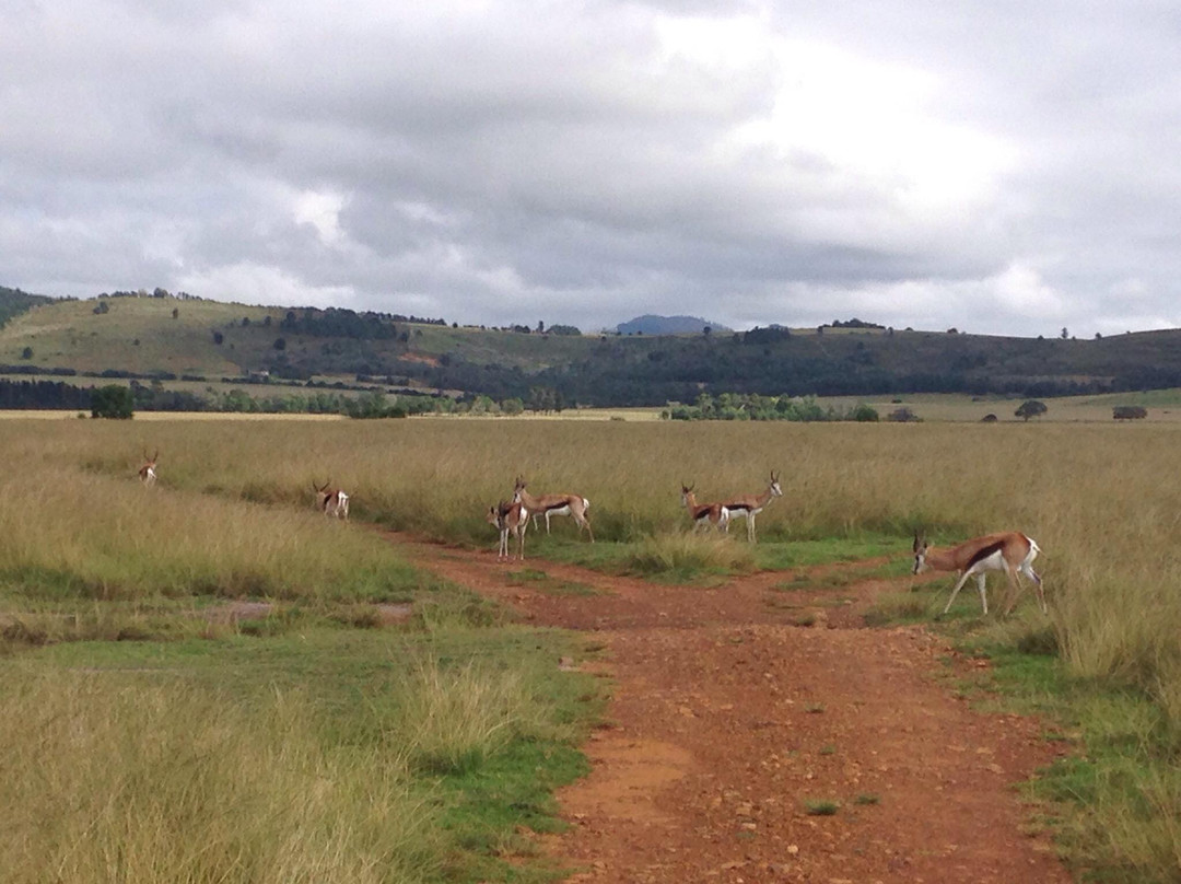 Plettenberg Bay Game Reserve-普利登堡湾必去景点