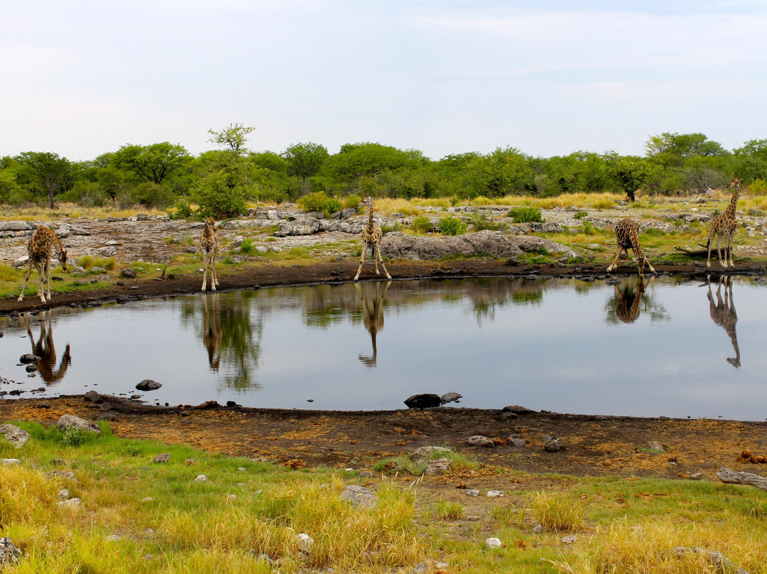Chameleon Safaris-温德和克必去景点