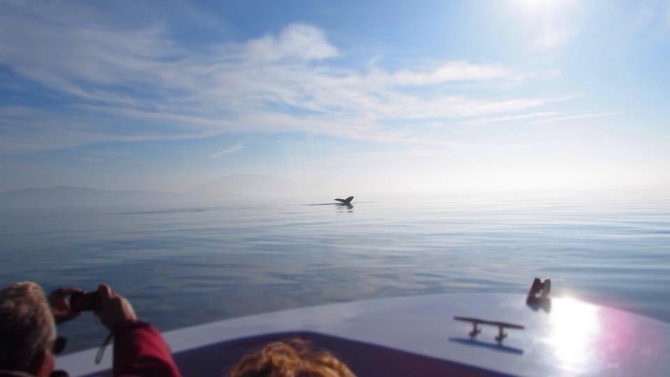 Ocean EcoVentures Whale Watching-Cowichan Bay必去景点