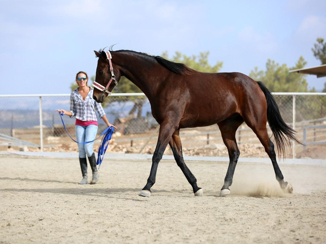 Alexandros Riding Stables-皮索里必去景点