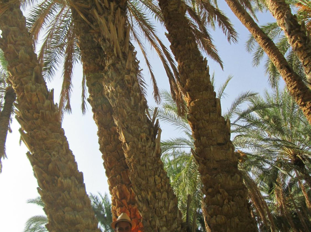 Ali Touareg Tour Guide-吐泽尔必去景点