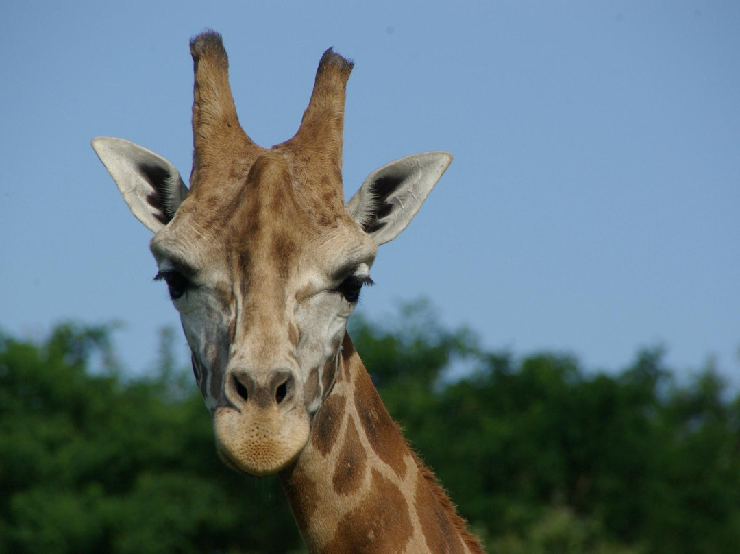 Parc Zoo du Reynou景点图片