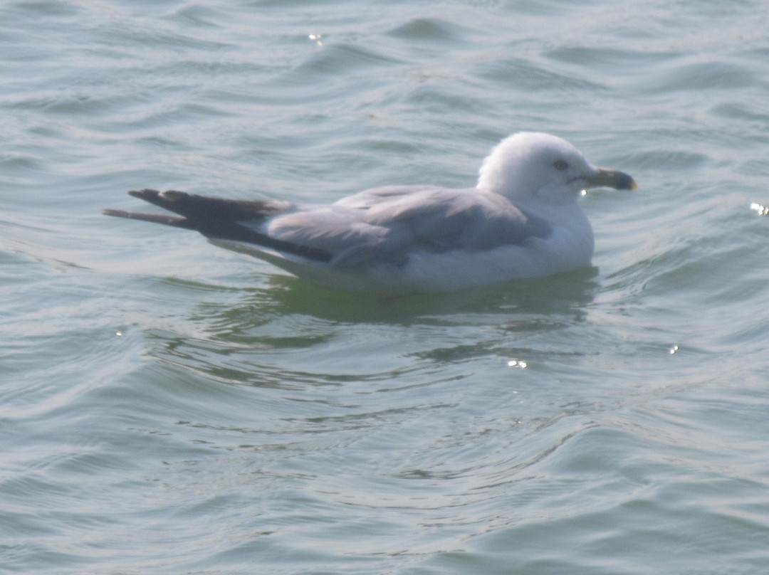 Lucy Evans Baylands Nature Interpretive Center-帕罗奥多必去景点