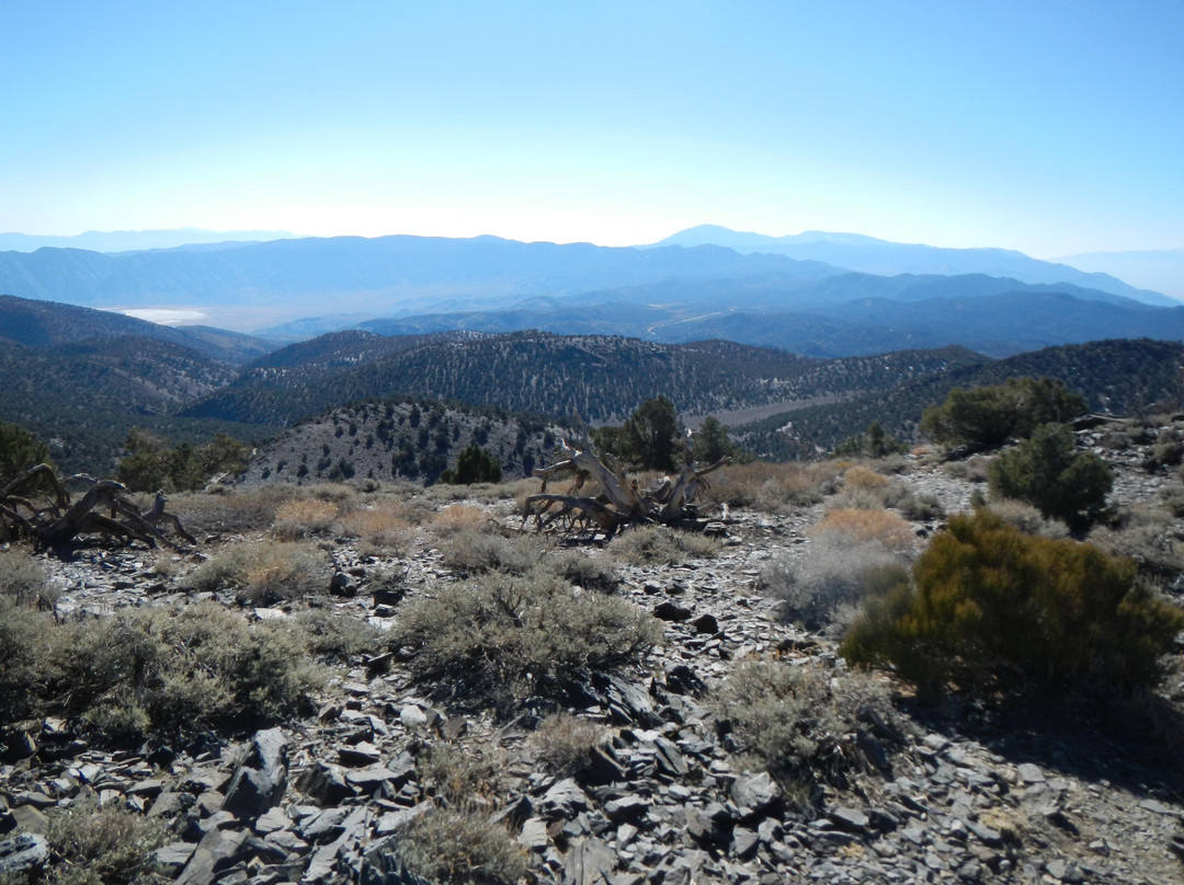 狐尾松古森林-毕晓普必去景点