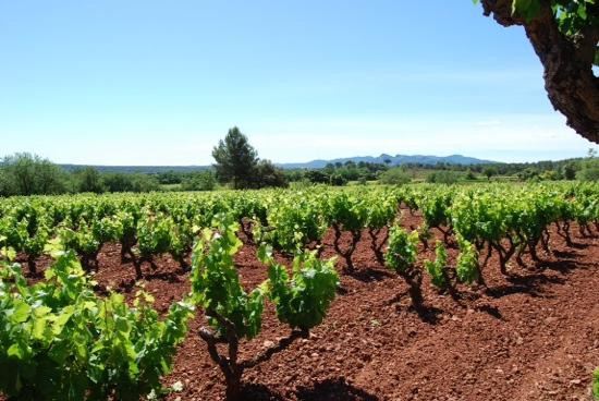 Azur Wine Tours景点图片