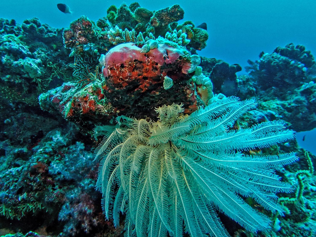 Dive Club Maldives-马累必去景点