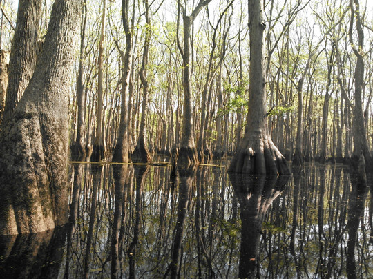 Backwater Expeditions-Rincon必去景点