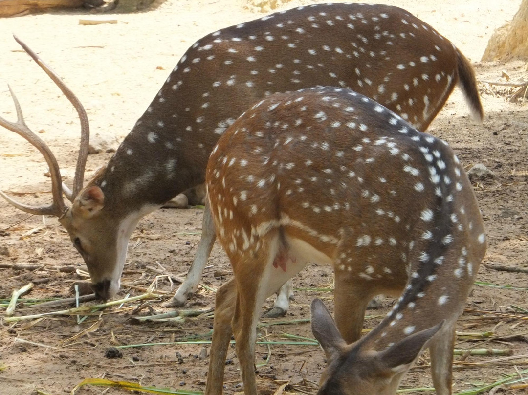 洛高宜野生动物园-兵南邦必去景点