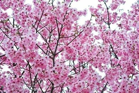鹤见绿地花博纪念公园-大阪市必去景点