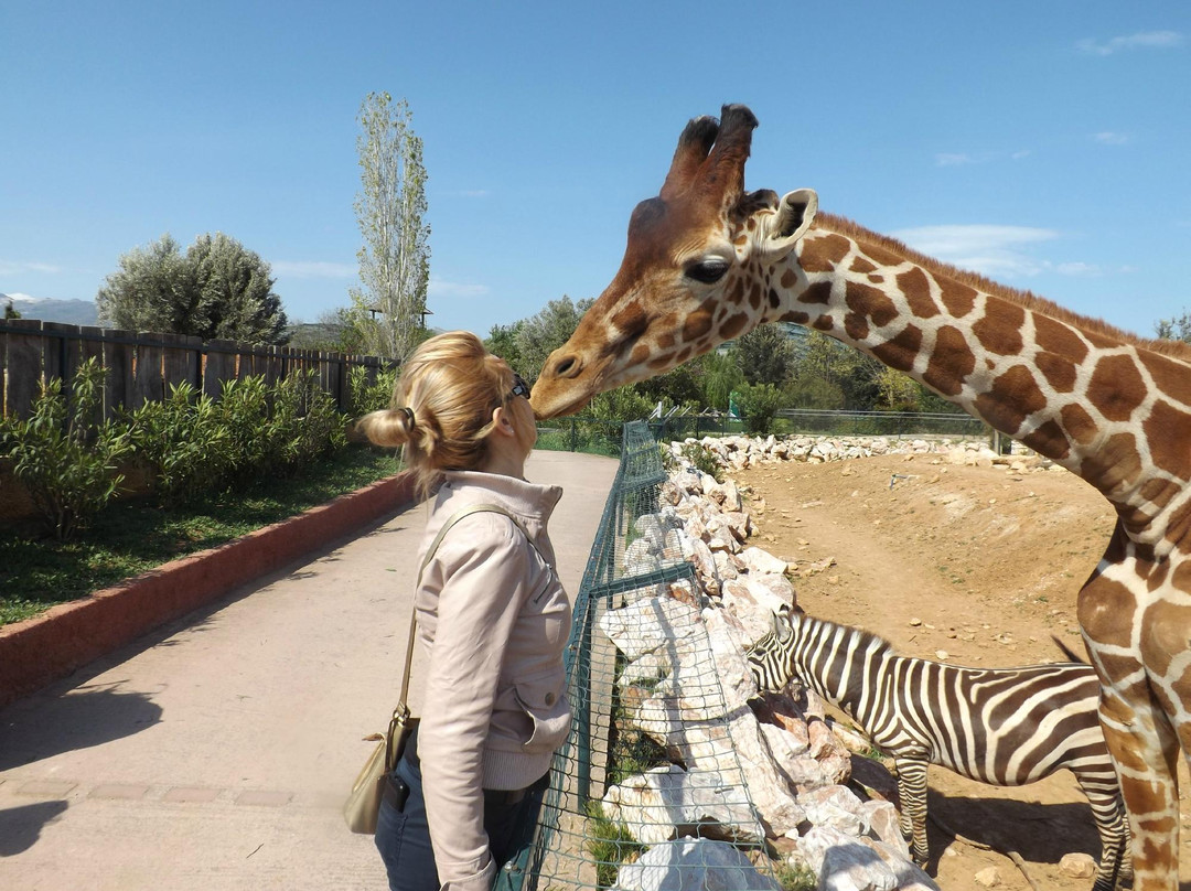 Attica Zoological Park-斯巴达必去景点
