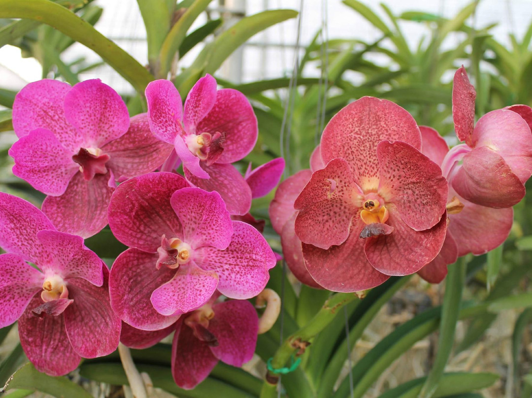 兰花和蝴蝶园-清迈必去景点