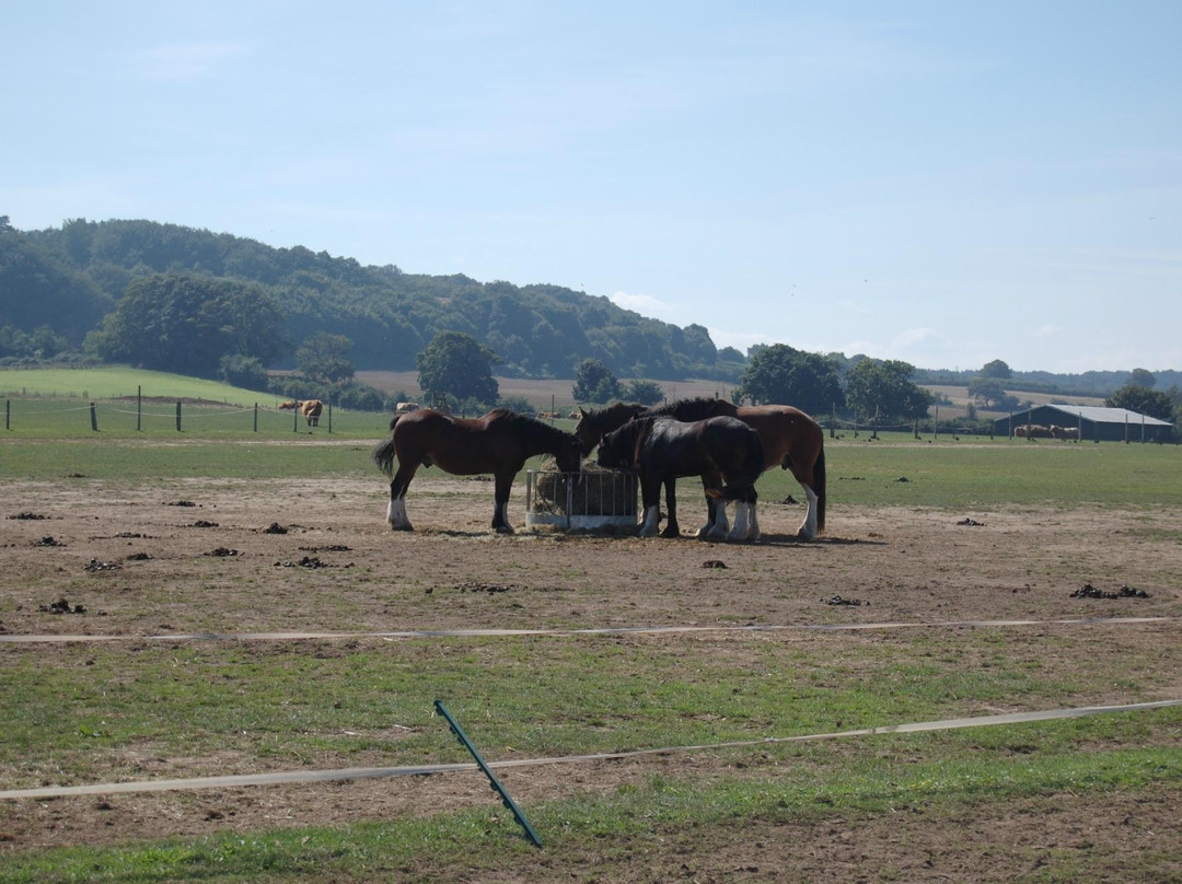Hillside Shire Horse Sanctuary-West Runton必去景点