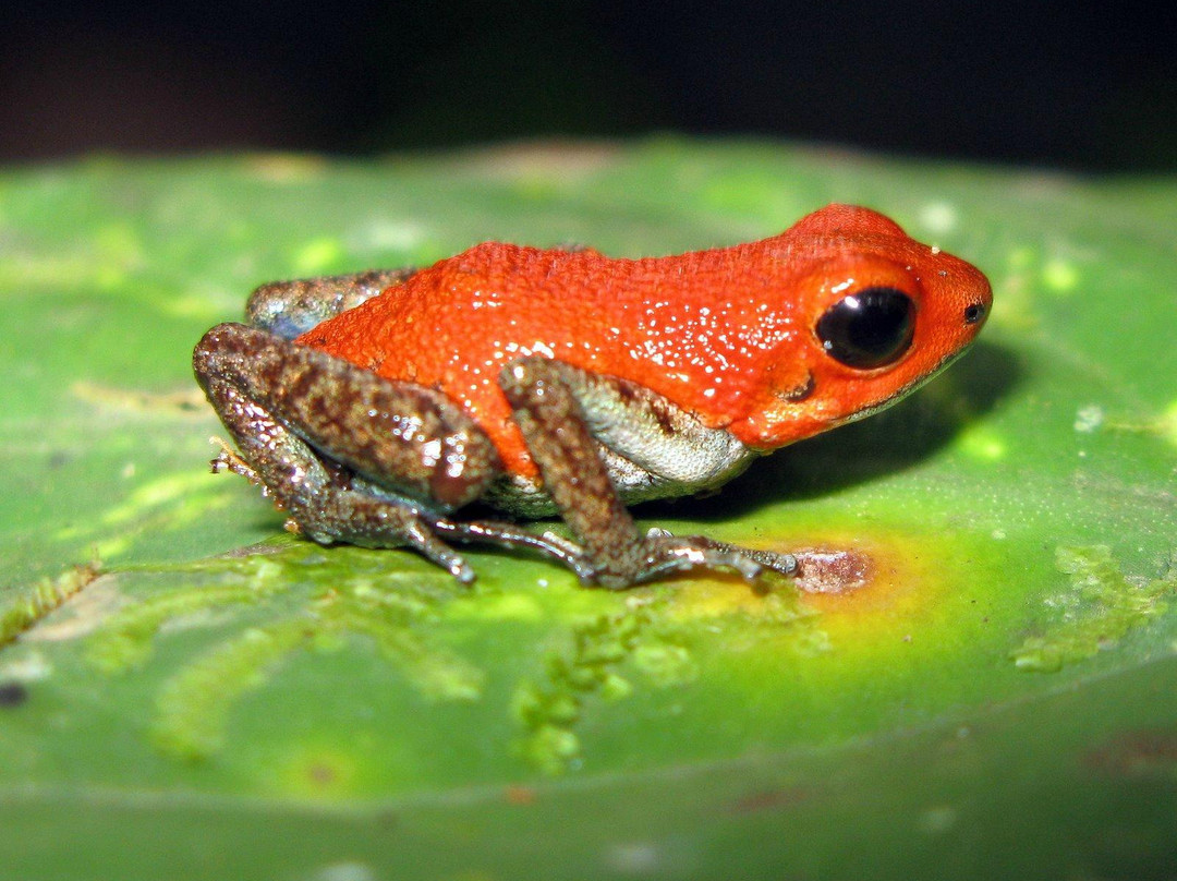 Ancon Expeditions of Panama-巴拿马城必去景点