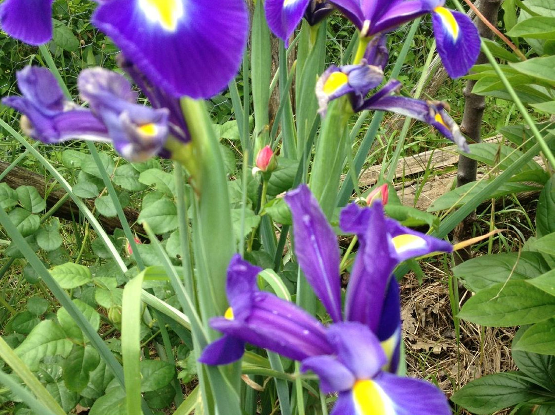 Il Giardino di Pimpinella景点图片
