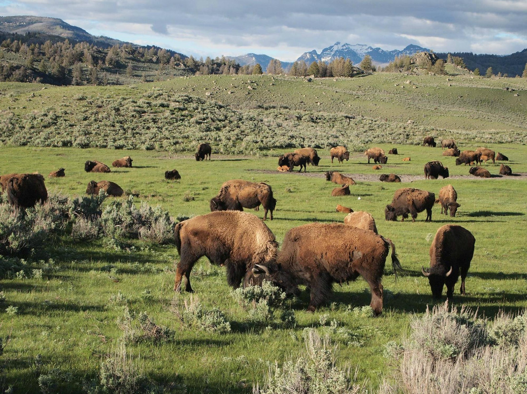 拉马尔山谷-黄石国家公园必去景点