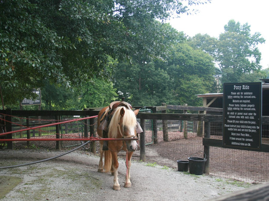 Tanglewood Farm Miniatures-Canton必去景点