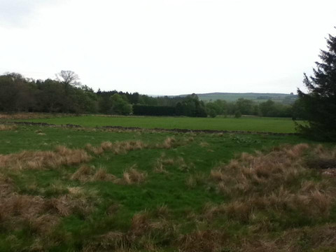 Schonwald Bed & Breakfast主图