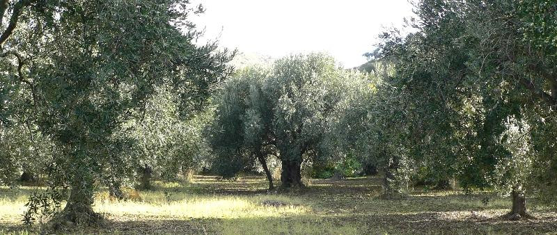 Elleni's Workshop-Eftalou必去景点