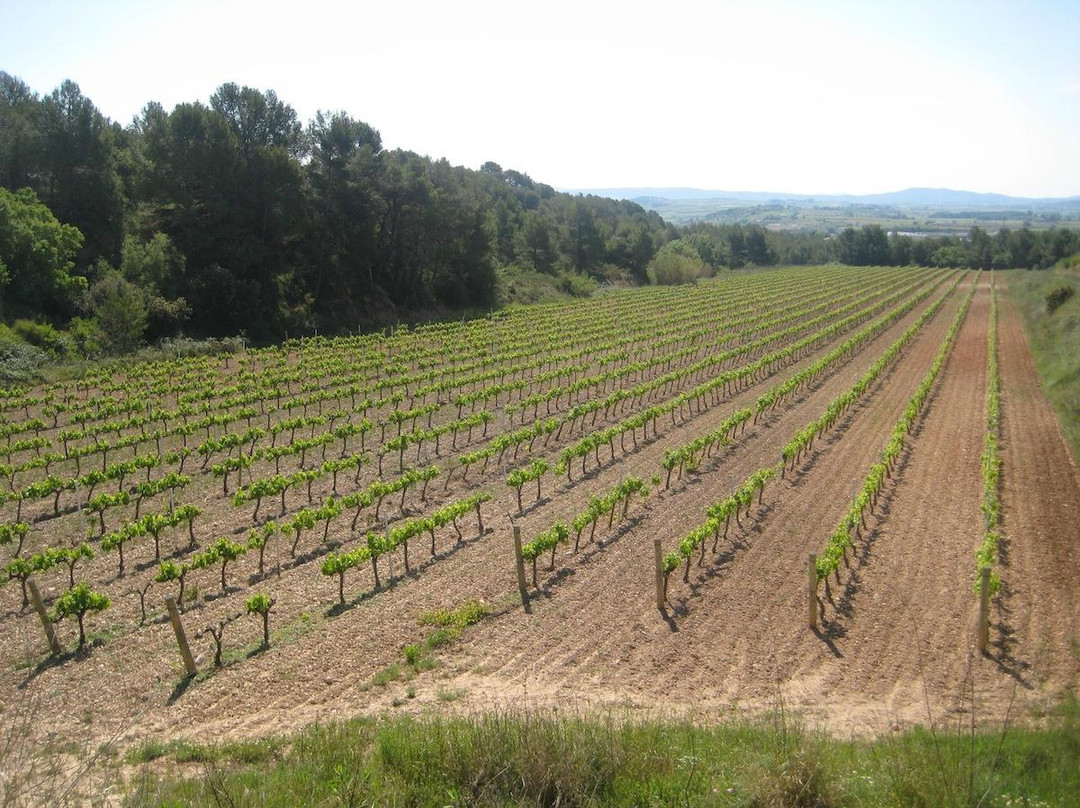 Bodega J. Miquel Jane-Font-Rubi必去景点