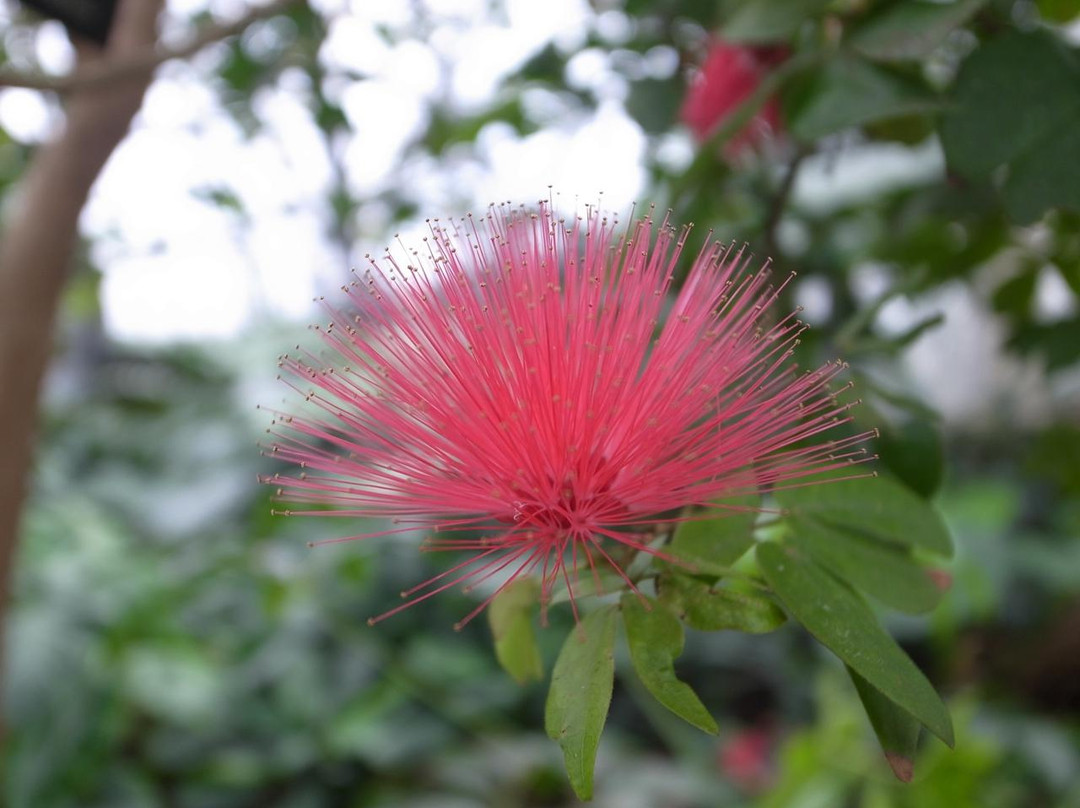 加菲尔植物园-芝加哥必去景点