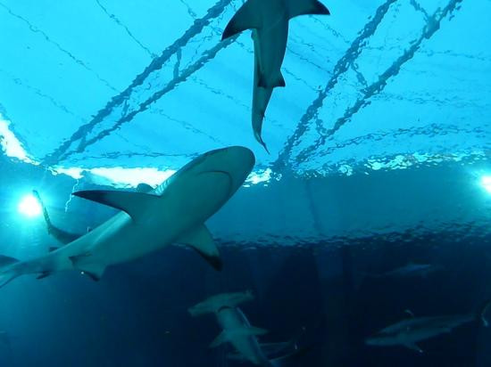 海洋生物园-圣淘沙岛必去景点