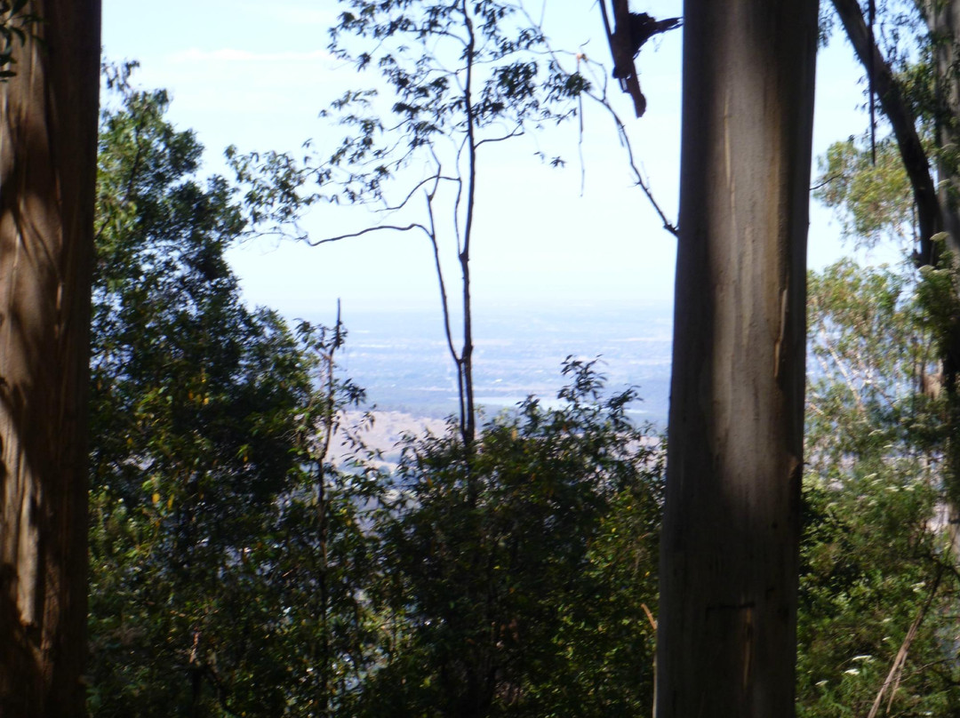 Tree Fern Gully Track-墨尔本必去景点