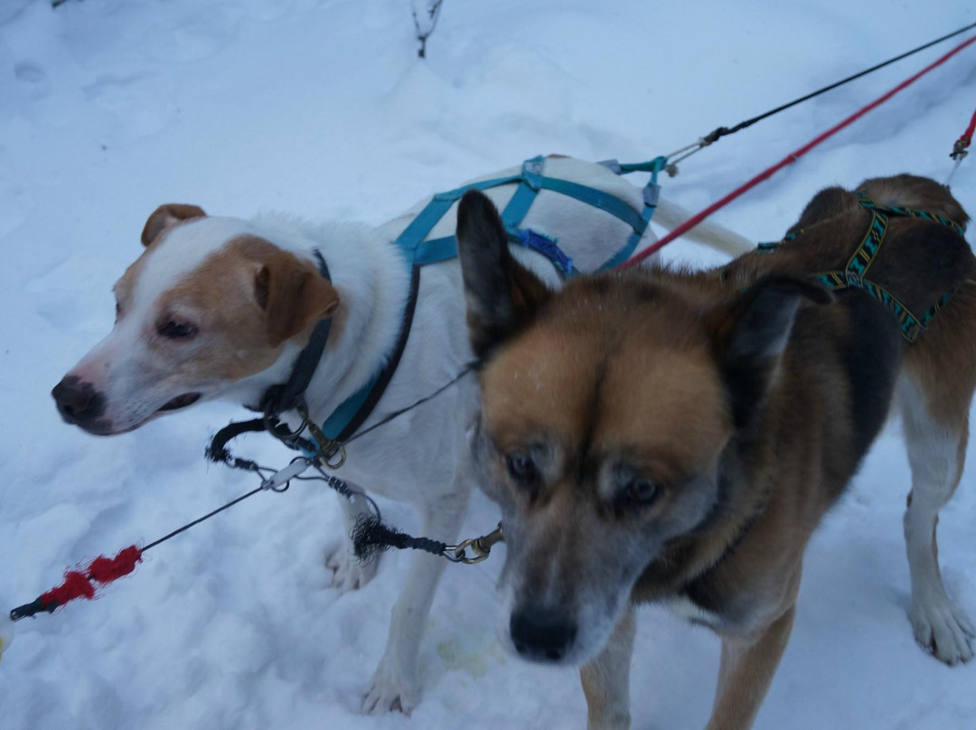 3 Dog Night Hostel - Sled Dog Tours-费尔班克斯必去景点