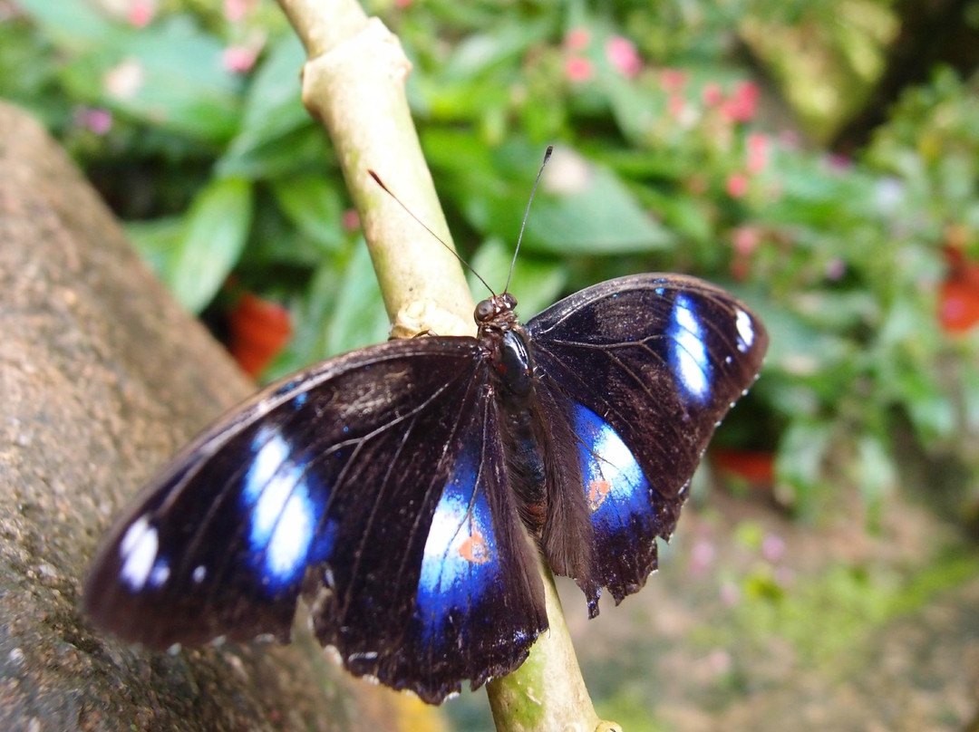 蝴蝶山庄-爱极乐必去景点