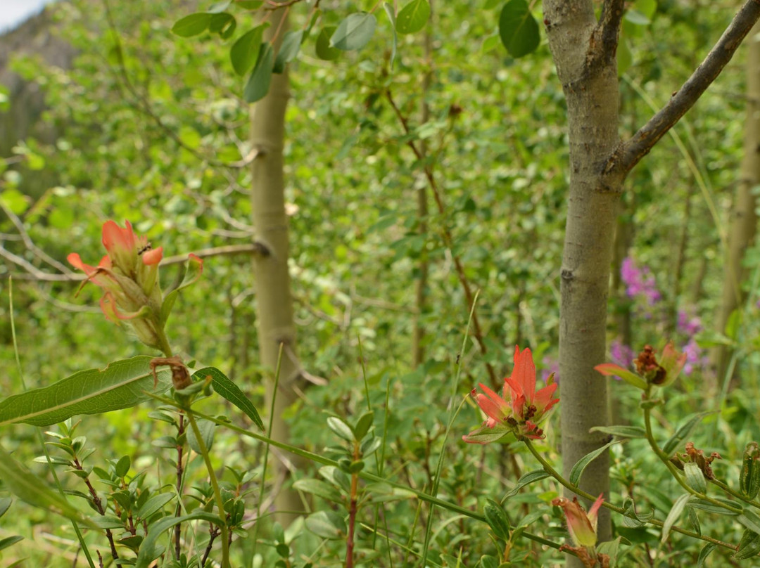 Cathedral Lake Trail-阿斯蓬必去景点