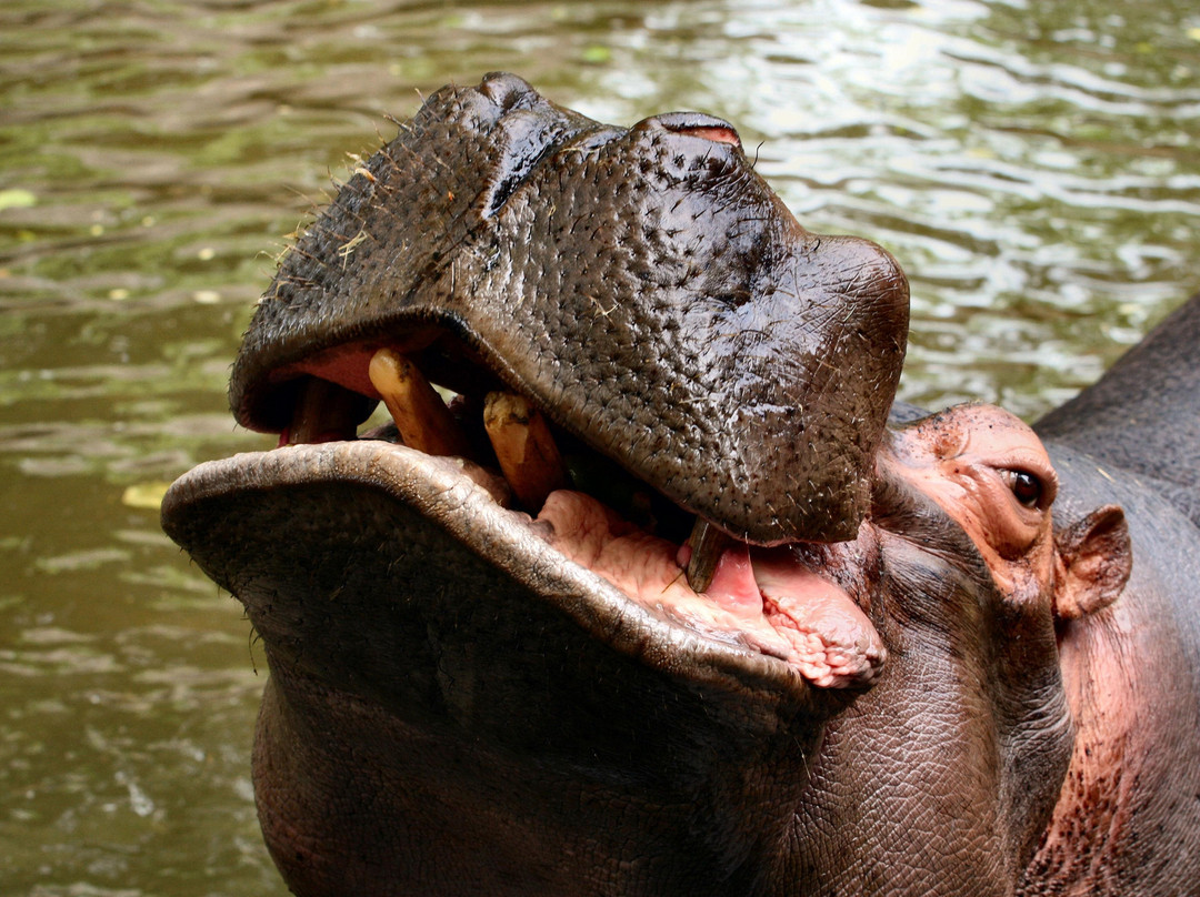 Zoo da Maia景点图片